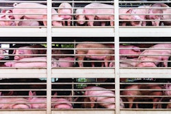 plenty pigs during transport by truck