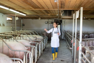 Young Female Doctor Wearing Lab Coat Walking On Pig Farm Indoors