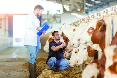 Vet working in the barn