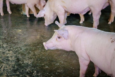 Many Small White Pigs Are On The Farmers Farm.