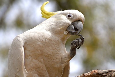 beautiful colorful parrot new closeup picture animals pets wildlife beauty in nature parrot sitting on wood and eating foot