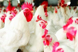 Grouped-chickens-in-shed