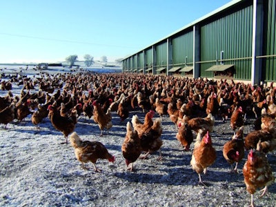 There are fears that, unless the price paid for eggs increases, numerous egg producers in the U.K. could go out of business. Courtesy: BFREPA