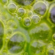 Macro Shot Of Algae In Water With Droplet. Science, Biology Back
