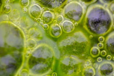 Macro Shot Of Algae In Water With Droplet. Science, Biology Back