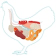 chicken-anatomy-diagram