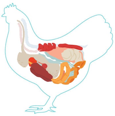 chicken-anatomy-diagram
