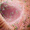 Microbiome Intestine Factories And Microbiota. Gut Health 3d Ren
