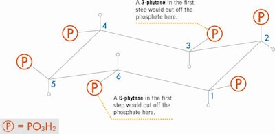 Phytase