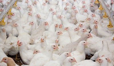 Young broiler chickens at the poultry farm