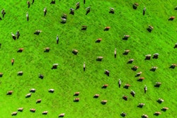 cows-grazing-in-a-field