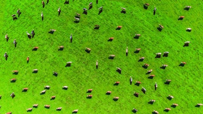 cows-grazing-in-a-field