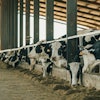 Dairy Cow Looks At The Camera While Other Cows Are Eating Hay In