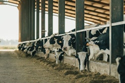 Dairy Cow Looks At The Camera While Other Cows Are Eating Hay In