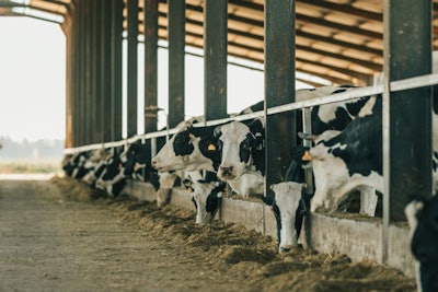 Dairy Cow Looks At The Camera While Other Cows Are Eating Hay In