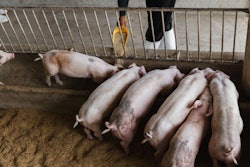 Hands Of Farmer Feeding Pig In Organic Rural Farm Agricultural.