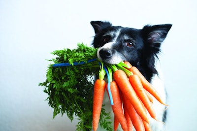 Dog with bunch of carrots in mouth. Cute black and white border collie with vegetable.