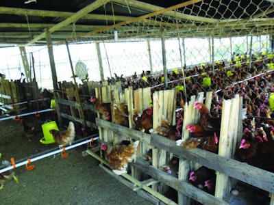 Indoor cage-free systems are preferred by many producers in developing countries, particularly in Africa and Asia. Vincent Guyonnet