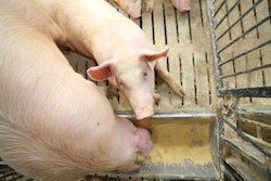 Pigs And Sows Eat In Livestock Of The Farm