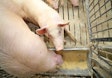 Pigs And Sows Eat In Livestock Of The Farm