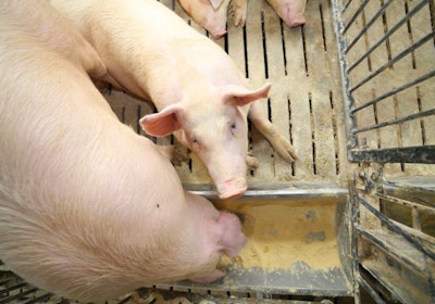 Pigs And Sows Eat In Livestock Of The Farm