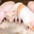 piglets-eating-feed