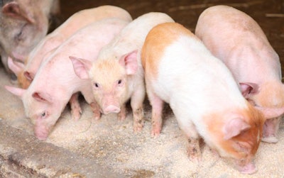 piglets-eating-feed