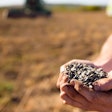 Sunflower Grains In The Hands, Harvested In The Field.