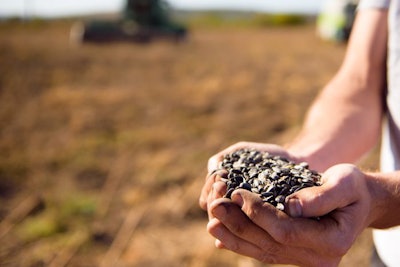 Sunflower Grains In The Hands, Harvested In The Field.