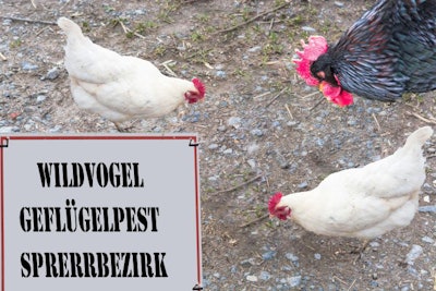 Europe has stepped up biosecurity measures to contain animal disease, but avian influenza has been difficult to control. (NikD51 | BigStock.com)
