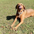 Dog Outside In Grass