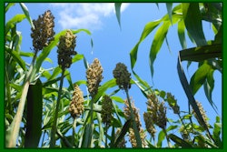 Photo courtesy of the Donald Danforth Plant Science Center