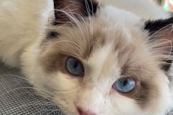 ragdoll-kitten