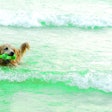 Golden dog collecting garbage in the sea