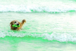 Golden dog collecting garbage in the sea