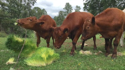 FarmBox Foods grows barley fodder for cattle, with a yield of 850-900 pounds of fodder per day per each seven-tray hydroponic fodder farm. (Courtesy FarmBox Foods)