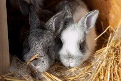 Little Curious Rabbits Peek Out Of The Nest. 29 Day Old Rabbits.
