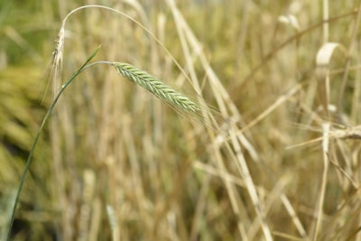 Rye Seeds In The Field In Summer