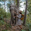 Elephant In The Jungle At A Sanctuary In Chiang Mai Thailand, El