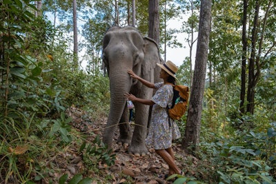 Elephant In The Jungle At A Sanctuary In Chiang Mai Thailand, El