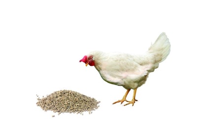 European demand for feed has fallen, in part, due to farmers postponing new production cycles. OlgaSalt | iStock.com