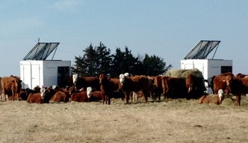 Native PPFC cows in field