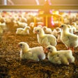 baby-chicks-farm