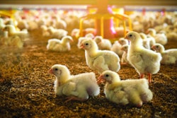 baby-chicks-farm