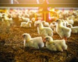 baby-chicks-farm