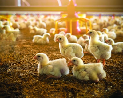 baby-chicks-farm