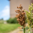 Selective Focus On Maturing Seed Head Of Sorghum Bicolor