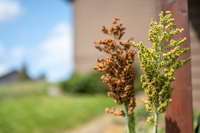 Selective Focus On Maturing Seed Head Of Sorghum Bicolor