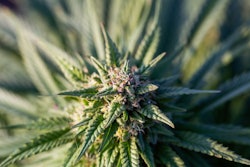 Cultivated Green Marijuana Plant, Cbd Hemp Bud With A Flower, Se