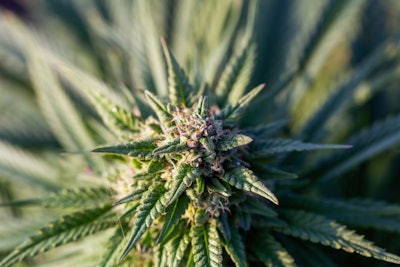 Cultivated Green Marijuana Plant, Cbd Hemp Bud With A Flower, Se